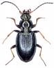 Bembidion tibiale